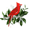 Bird cardinal